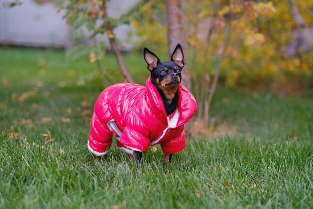 joules golightly navy sausage dog printed waterproof packaway zip jacket